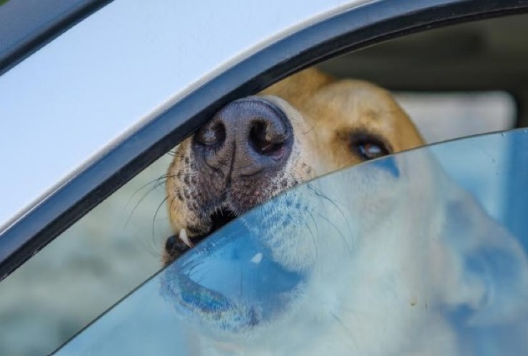 Ecco come salvare un cane chiuso in macchina