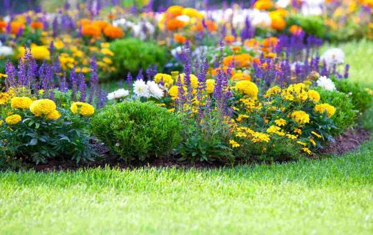 Come mantenere in giardino in fiore