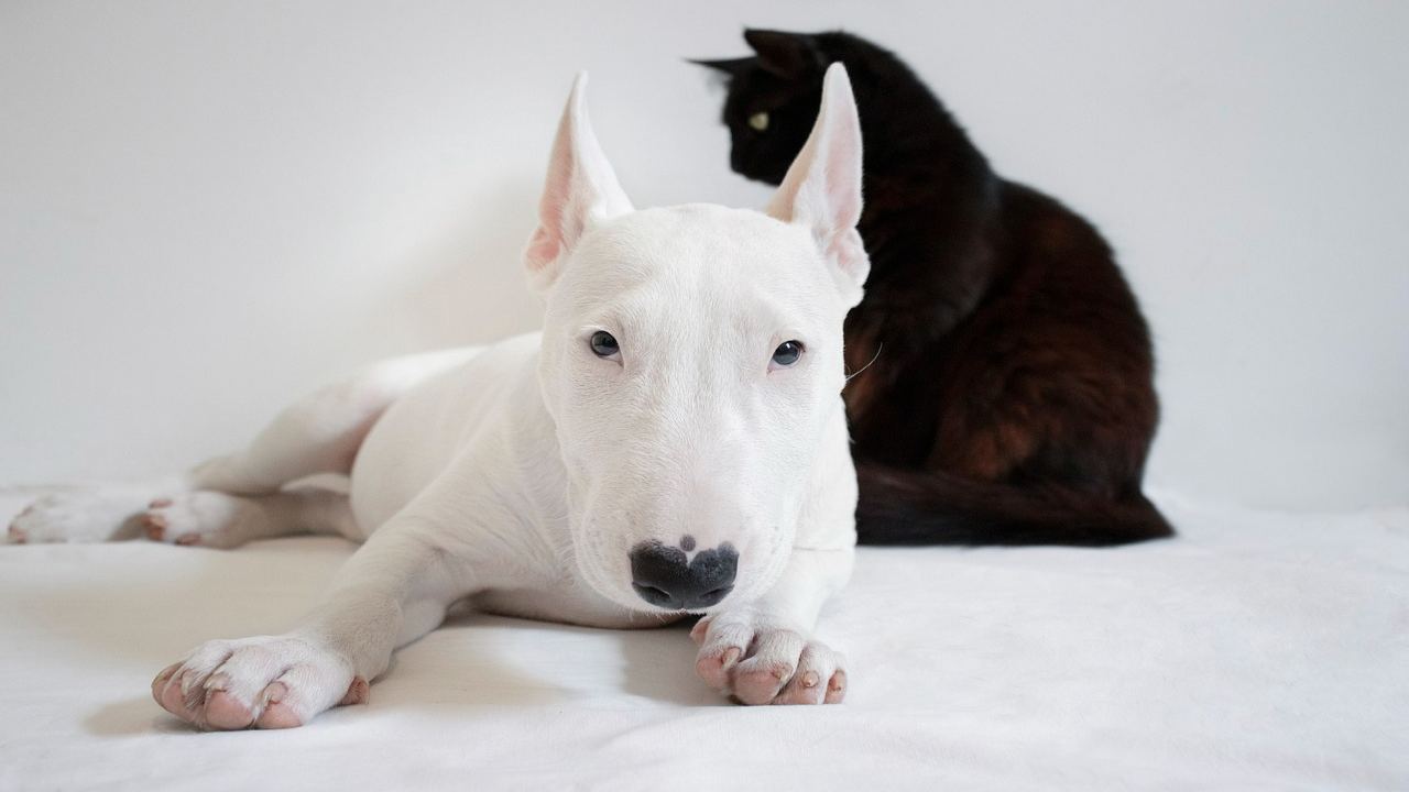 Guadagnare con gli animali domestici