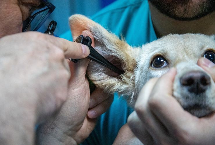 Guadagnare con gli animali domestici