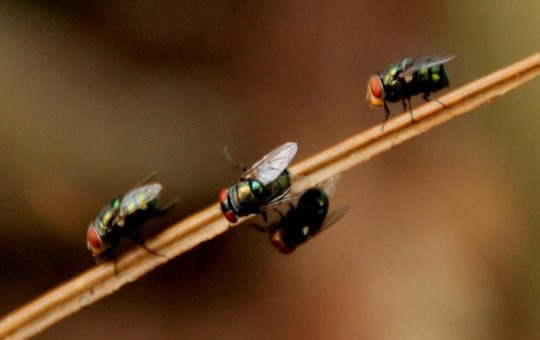 Eliminare gli insetti in casa nostra