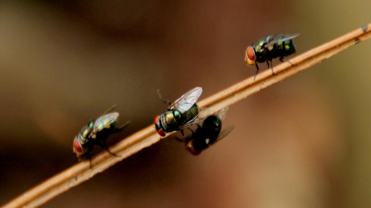 Eliminare gli insetti in casa nostra