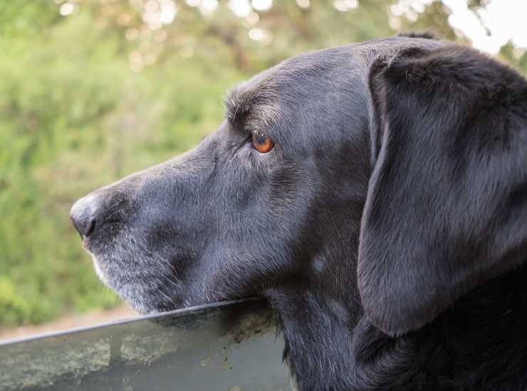 cane in vacanza